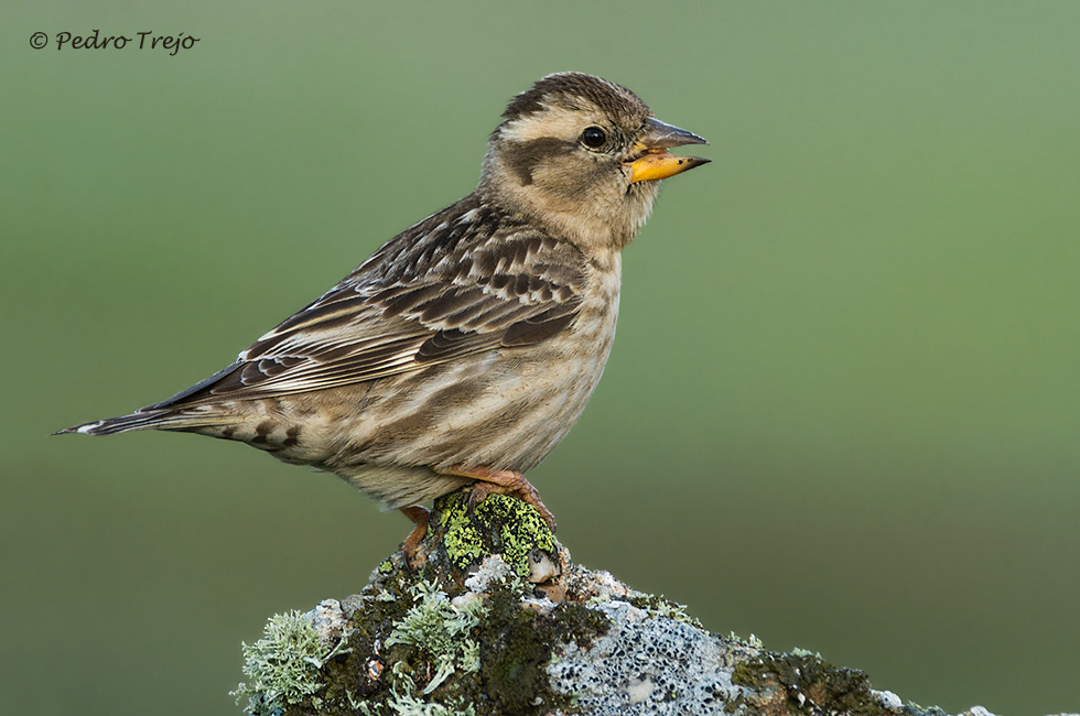 Gorrion chillon (Petronia petronia)